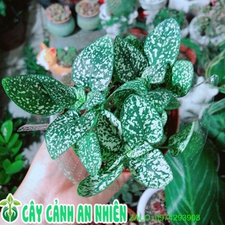 Cẩm Nhung Xanh