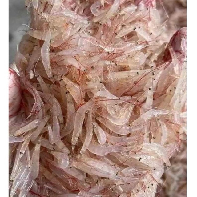 (DTFood-CHUYÊN SỈ) TÉP MOI BIỂN TƯƠI RÓI 🐡🦞 XÀO 🦐 NẤU CANH CHUA VỪA RẺ; VỪA NGON LẠI LÀNH