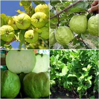 [NOWSHIP]  Ổi nữ hoàng giòn ngọt (1kg-3kg)
