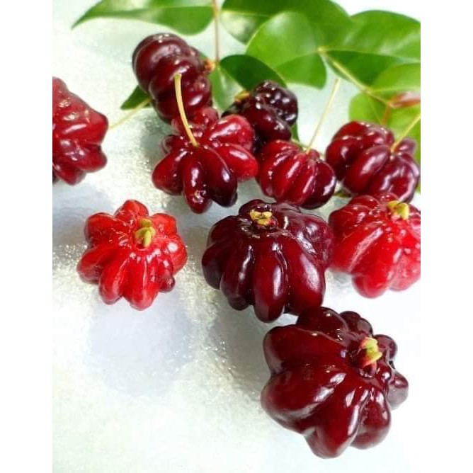 Cây cherry surinam - cherry khía cao 50-60cm ra trái quanh năm phù hợp khí hậu mọi miền Viêt Nam