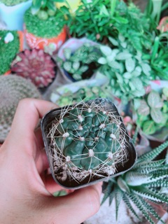 Xương Rồng Thần Long