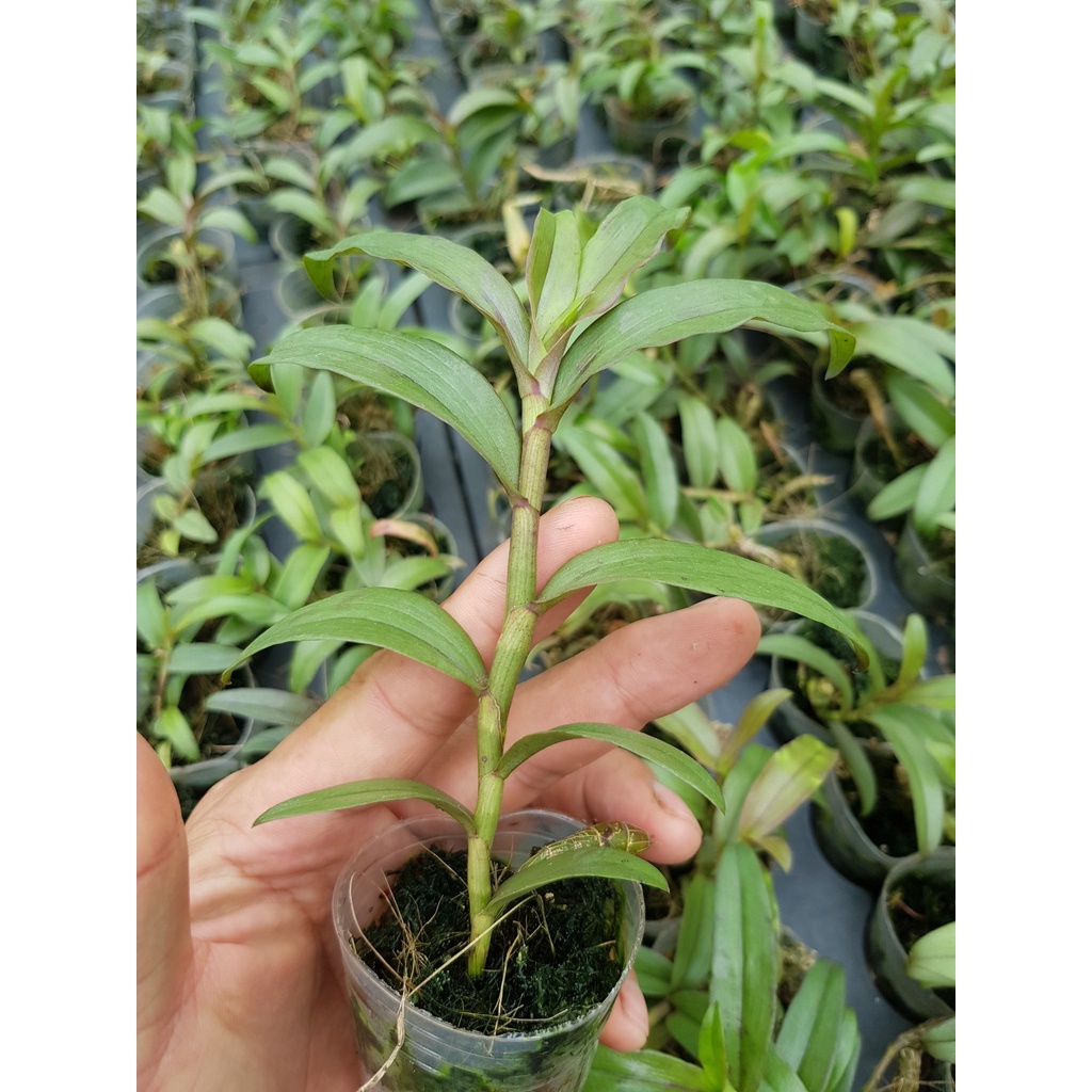 Phi điệp hồng nhật hạ độc lạ dể chăm dể trồng chăm sóc chiều cao dài từ 10-15 cm