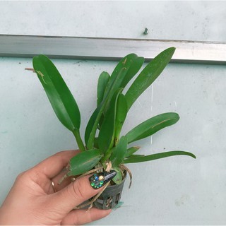 Lan Cattleya cây giống