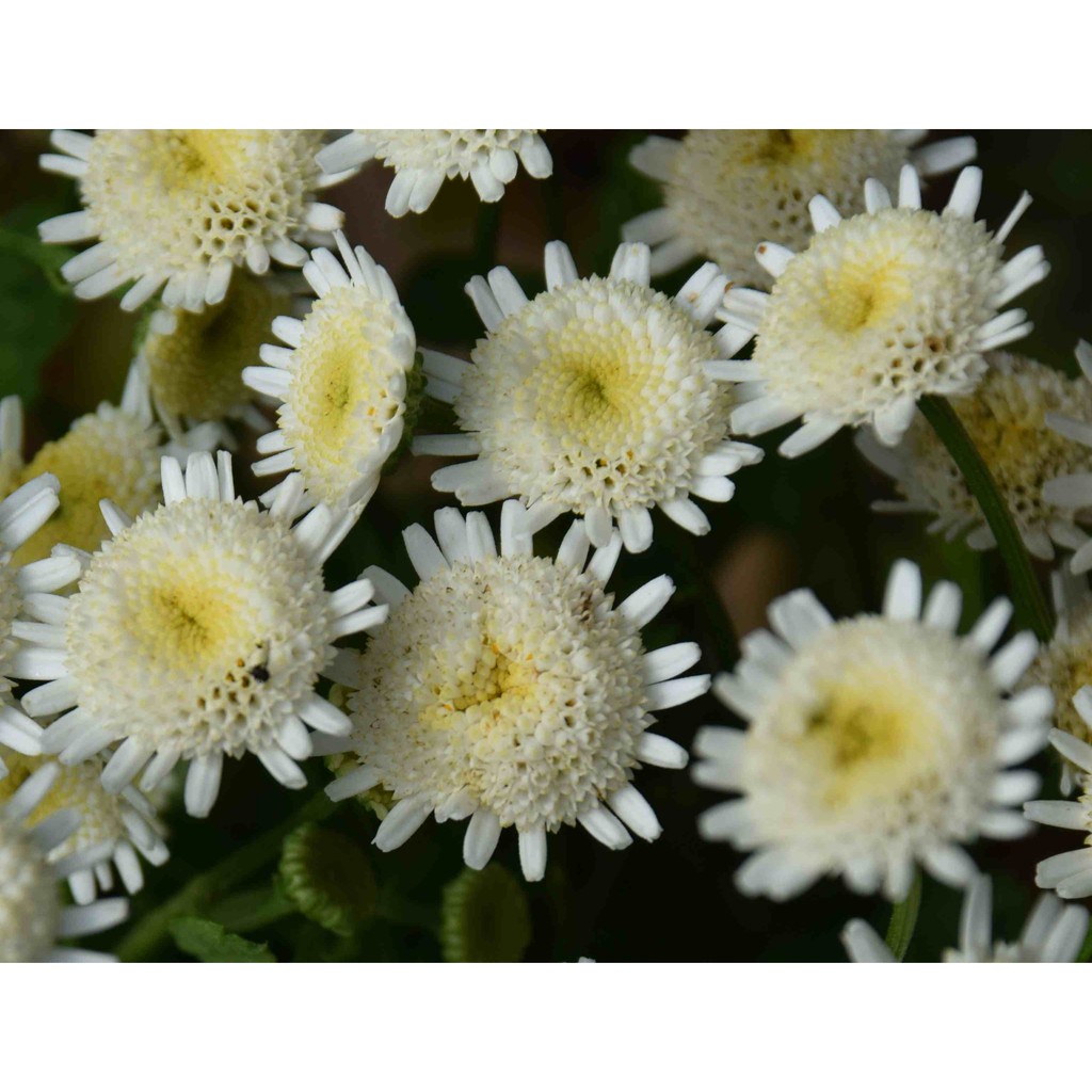 (SIÊU RẺ) Hạt Giống Hoa Cúc Mini Trắng Nhụy Vàng -Gói 100 Hạt