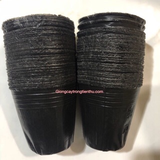 TÚI BẦU ƯƠM CÂY GIỐNG (10 x 10 cm) 2kg