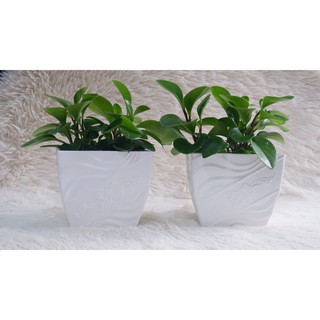 Chậu trồng cây vuông kiểu bông mai (17x12xH15.7cm) - Hàng VNXK