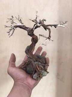 Cây Bonsai mini giá rẻ
