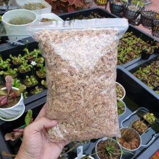 Dớn trắng giữ ẩm cho hoa lan