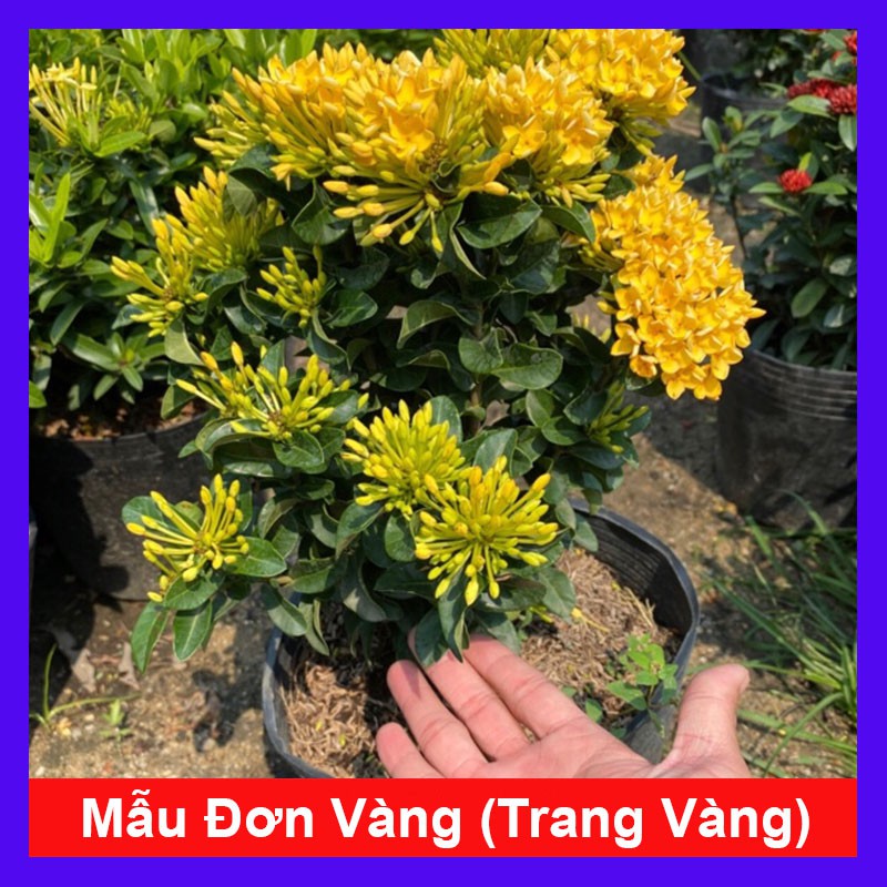 Cây Mẫu Đơn Vàng (Trang Vàng) - Cây cảnh sân vườn + Tặng phân bón cho cây mau lớn