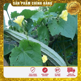 Hạt Giống Mướp Khía Thái Lan(10 hạt)