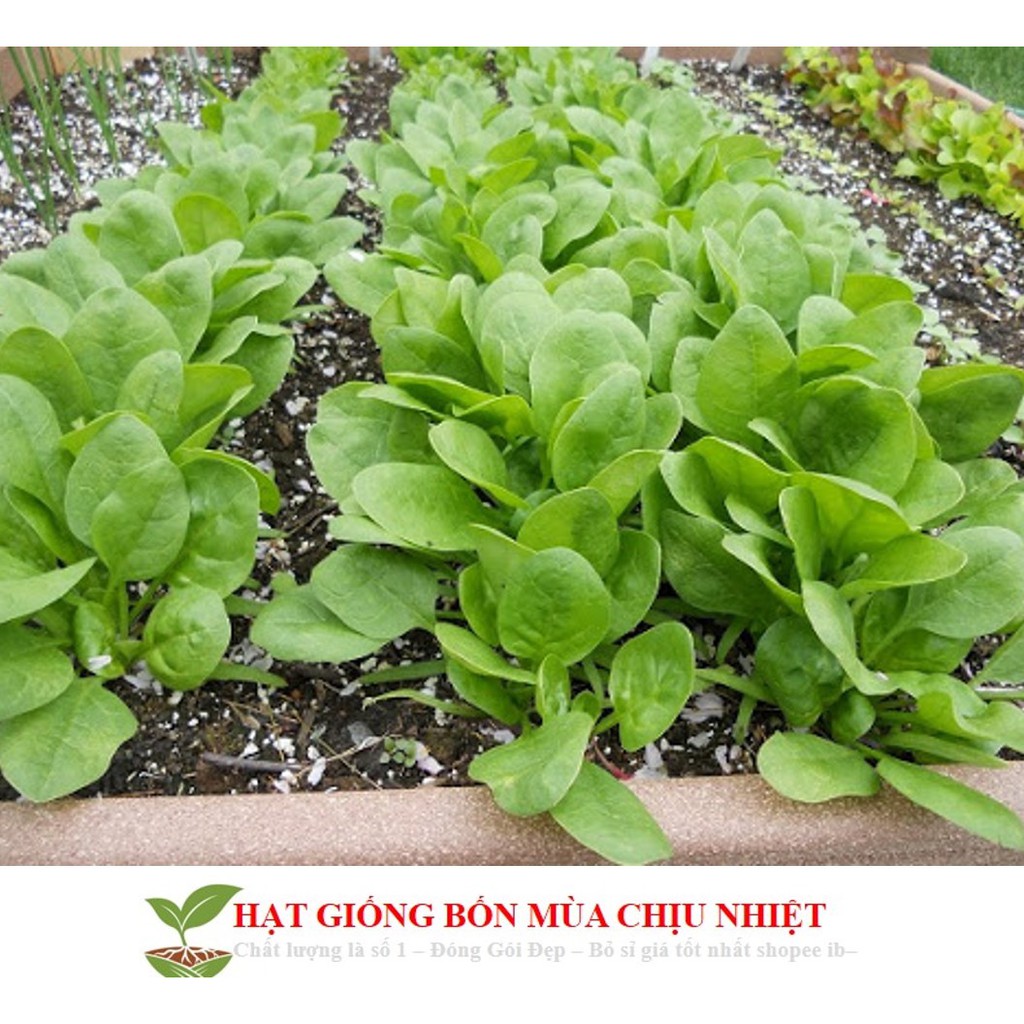 GÓI 100 HẠT GIỐNG CẢI BÓ XÔI 10g Hạt Giống Cải Bó Xôi - Chịu Nhiệt, Dễ Trồng (Spinacia oleracea) Rau Chân Vịt