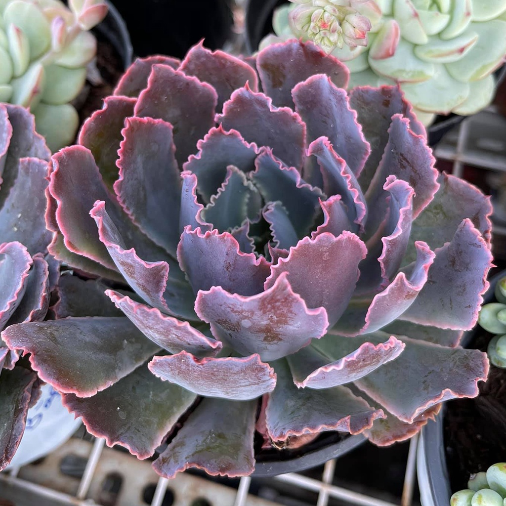 Sen đá bắp cải tím | Aurora Purple siêu đẹp, sen đá sưu tầm