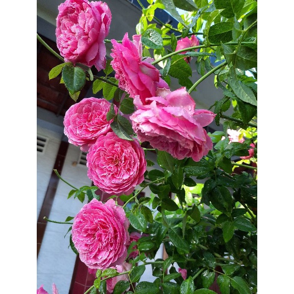 Phân Bón NPK Novatec 15-3-20+Magie+S+TE