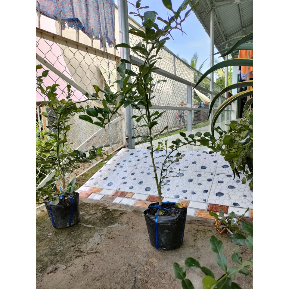 Cây chúc dạng phôi giá 150k