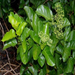 1Kg Cây Lá Mát Gan ( khô, chuẩn,xịn)