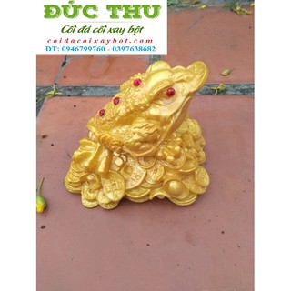 CÓC NGẬM ĐỒNG TIỀN VÀNG