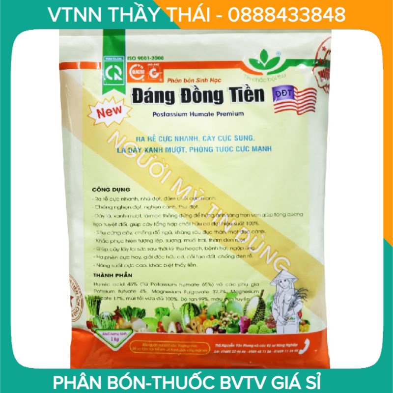 ĐÁNG ĐỒNG TIỀN (1Kg) – Ra rễ cực nhanh – Cây cực sung – Lá dày xanh mượt – Phóng tược cực mạnh