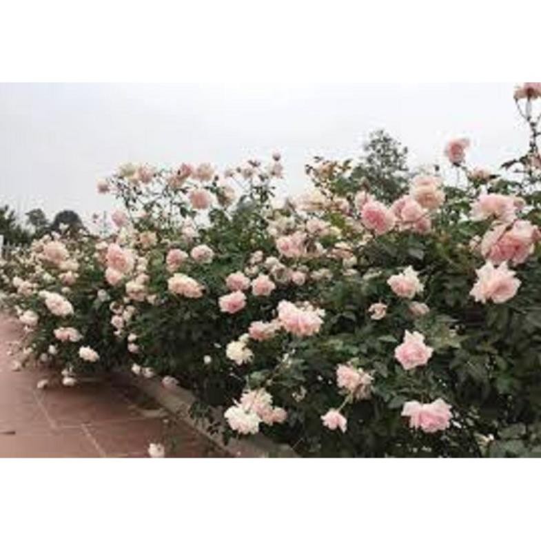 CÂY GIỐNG Hoa hồng cổ Bạch Vân Khôi – Giống hồng cổ quý nhất của Việt Nam + Tặng 01 cây dâu da đất