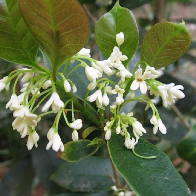 Cây mộc hương ta hoa trắng thơm lâu