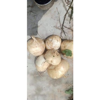 Hạt giống củ đậu (Củ sắn) Rạng Đông gói 5gr