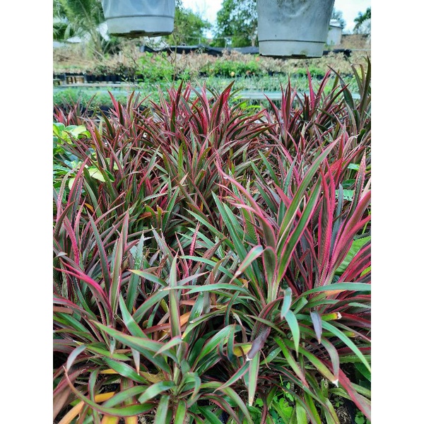 Cây Ánh Dương trang trí phòng khách