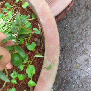 Cây ổi sẻ(ổi nhật) cây đẹp.
