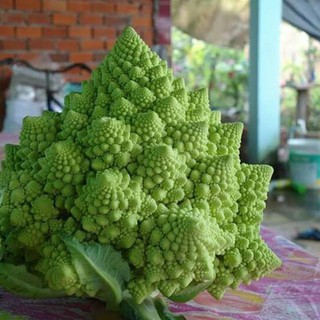 Hạt Giống Súp Lơ San Hô