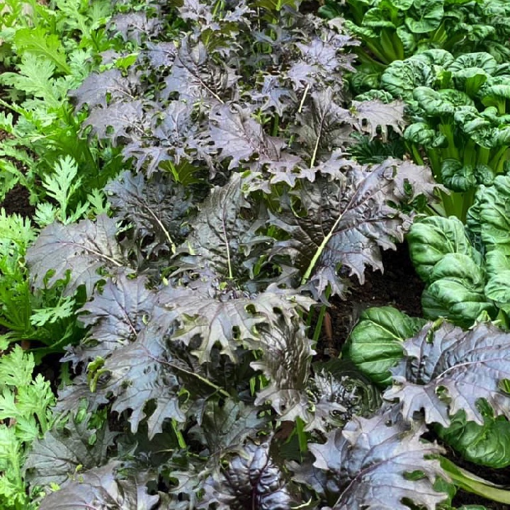 Gói 100 hạt giống cải kale KX1 - tỷ lệ nảy mầm 90%