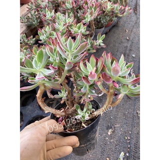 cây sen nhung đỏ bonsai 🌵 ❣   [Chính hãng]⚡ [Ảnh thật] ❤  [FreeShip] ✈  [Có sẵn]