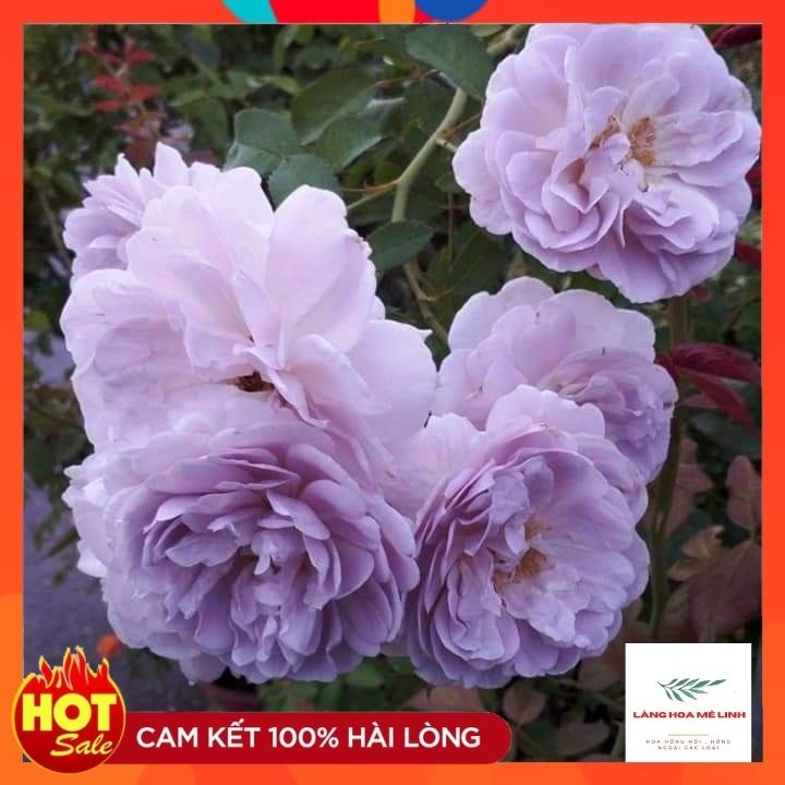 Hoa hồng leo Rainy Blue Rose[ TUYỆT ĐẸP] Nằm trong TOP 10 giống hoa hồng leo Đức đẹp nhất khi về Việt Nam.