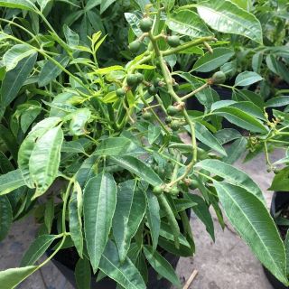 Cây Cóc lùn siêu trái ( cây đang trái)