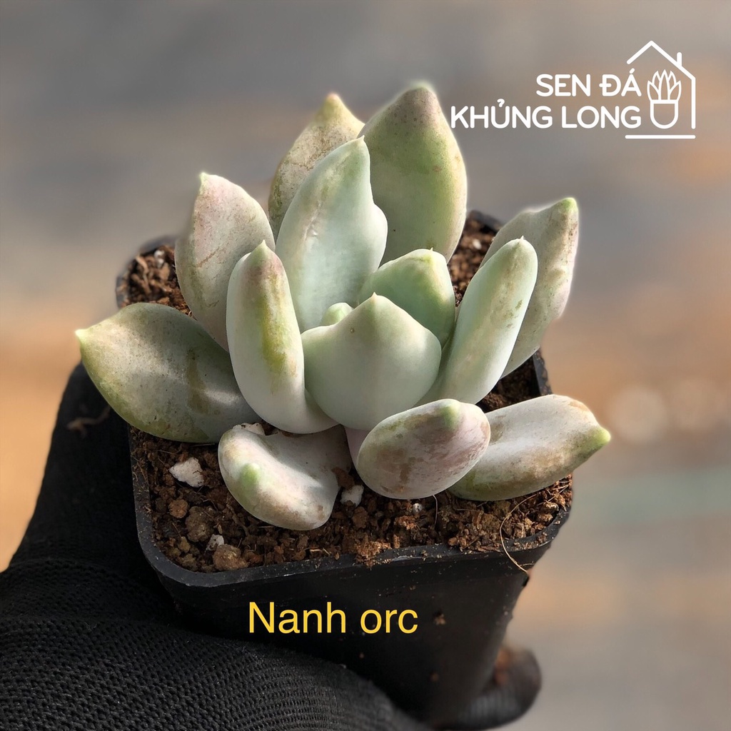 sen đá Nanh Orc - echeveria Machete