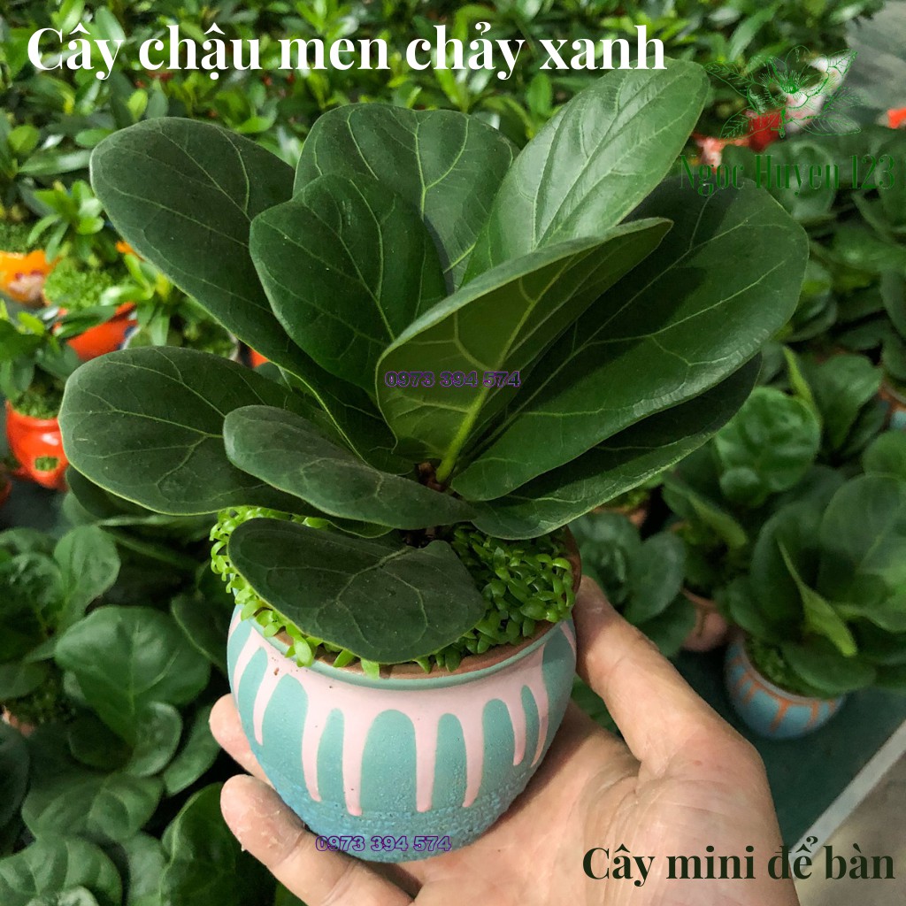 Cây Bàng Sing- Cây Để Bàn