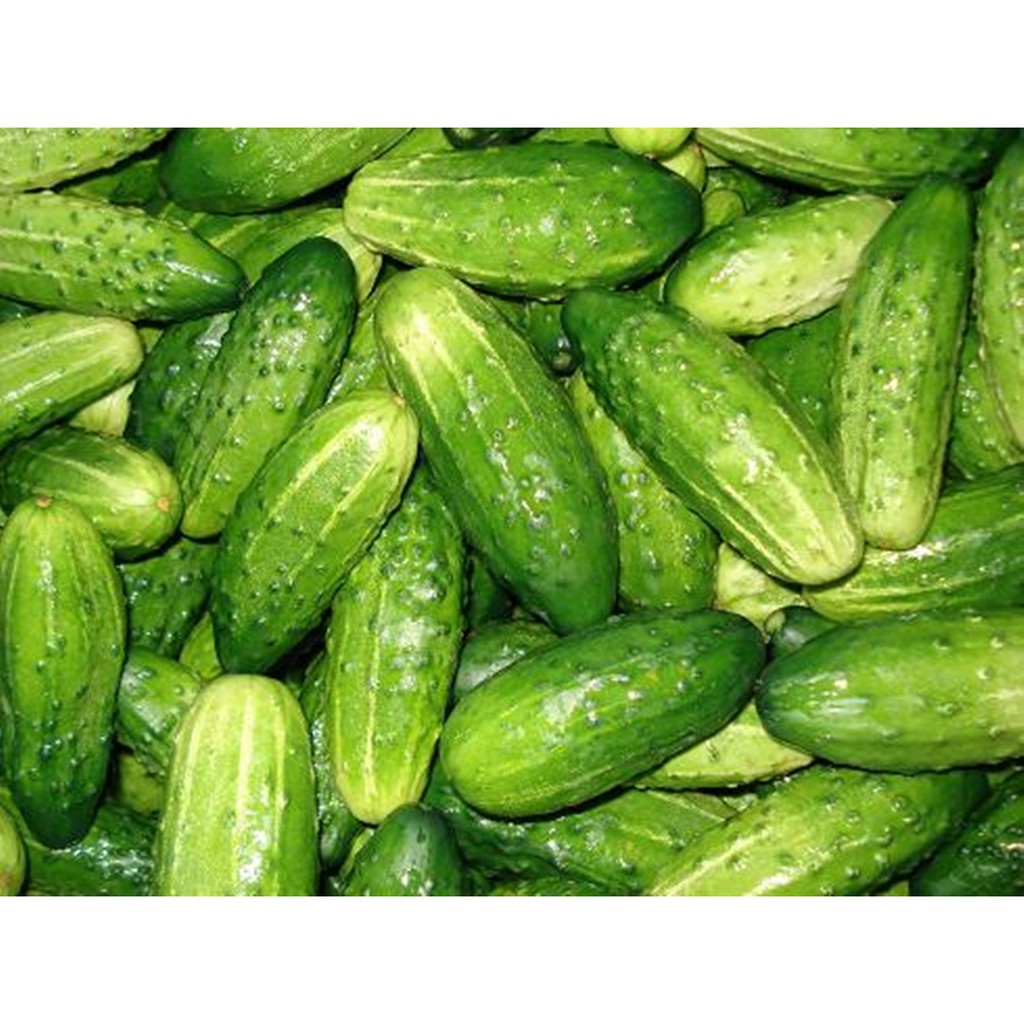 Hạt giống Dưa chuột bao tử