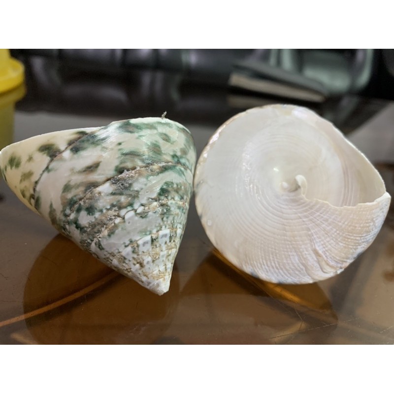 Ốc tu hú xanh