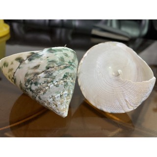 Ốc tu hú xanh