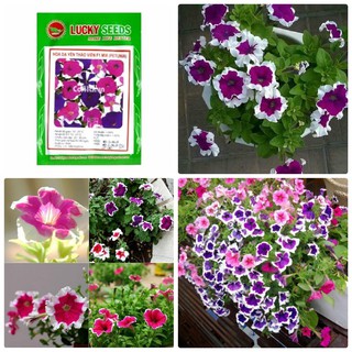 Hạt Giống Hoa Dạ Yến Thảo cánh đơn nhiều màu - 1 gói 50 hạt