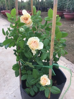 Hoa hồng nhật Masora
