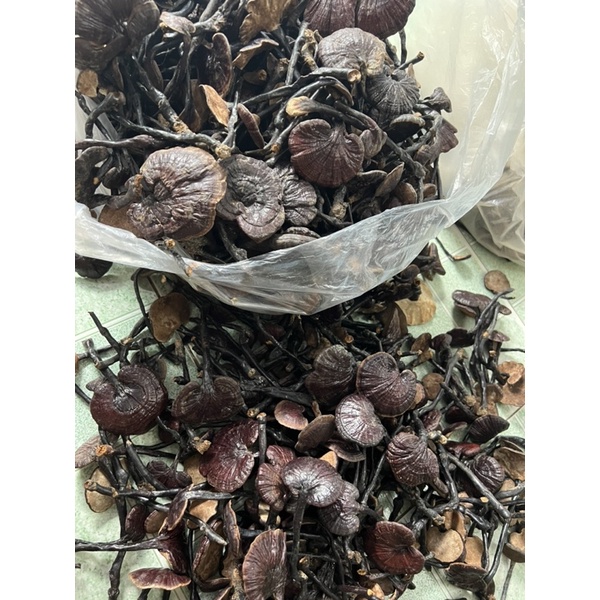 - Nấm Linh Chi Rừng - Hàng Chuẩn 100%