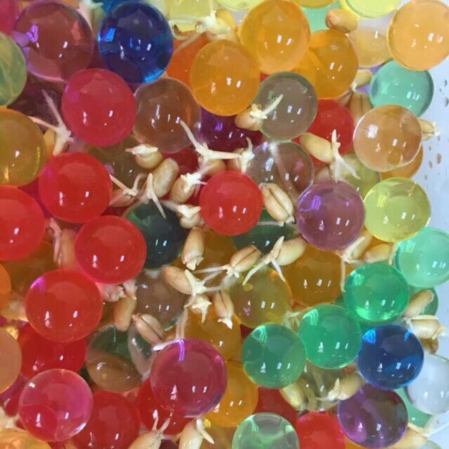 BỘ KIT TRỒNG CỎ CHO MÈO