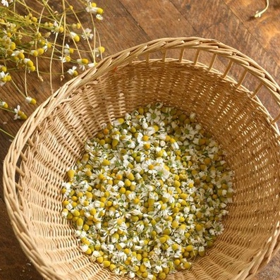 100g HOA CHAMOMILE khô - thơm - sạch | Ancient Magic by Ly Hỏa