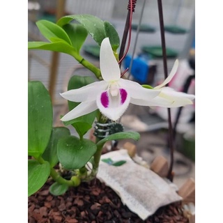 Phân bón hữu cơ GE chuối