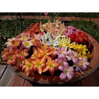 Củ hoa huệ mưa ngoại nhập nhiều loại chuẩn tag