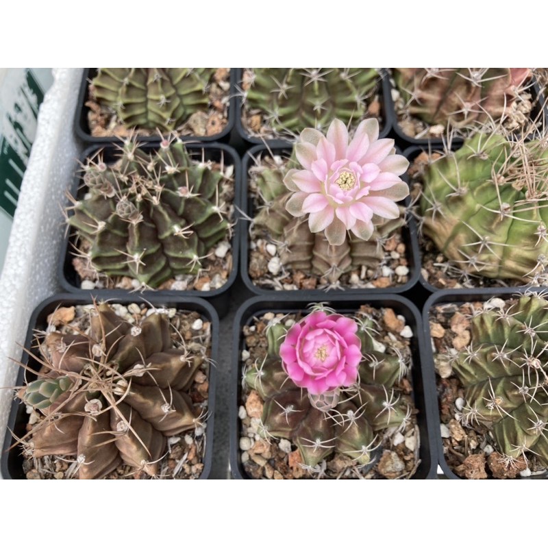 Xương rồng Gym vân ~5cm