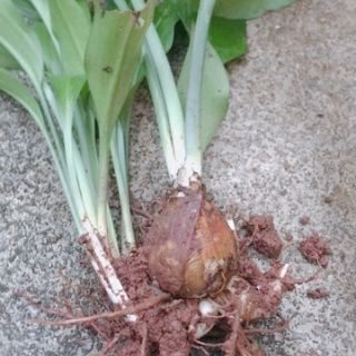 Hoa ngọc trâm