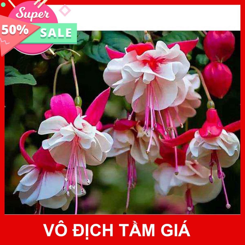 Giống Chuẩn  CÂY HOA LỒNG ĐÈN