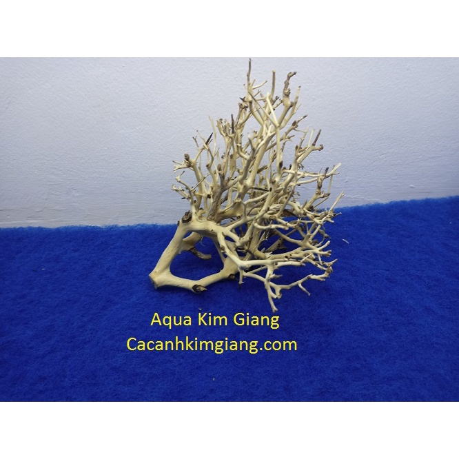 Lũa xương chùm nhánh thuỷ sinh - lũa xương chùm, tán quýt