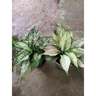 🌿Cây Ngọc Bích 🌿