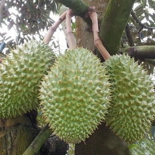 Cây Sầu Riêng Ri6 Hạt Lép .