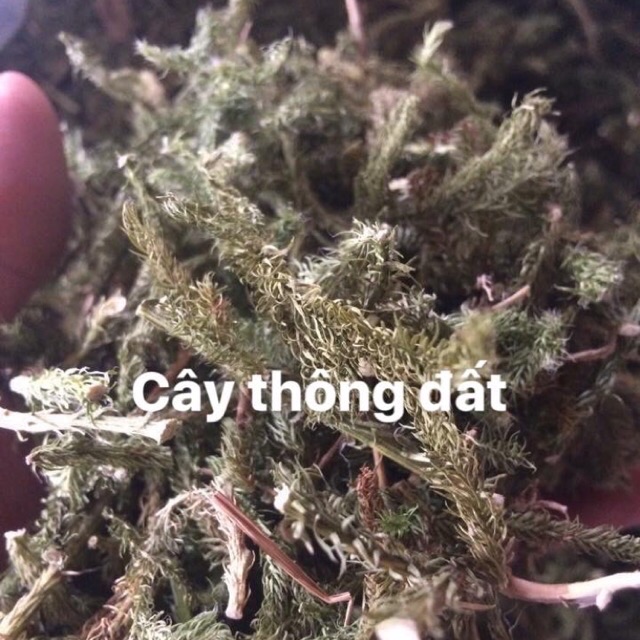 Cây thông đất khô hàng chuẩn xịn nhất 1 kg